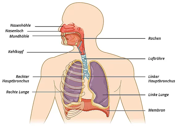 Anatomisches Bild für die Entstehung der Stimme
